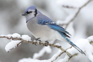 Siberian Sparrow HD Wallpapers For Desktops Computers – HD ...