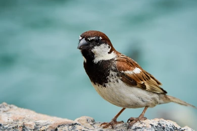 Sparrow Wallpapers 1200x836px