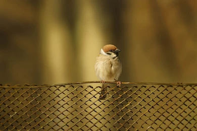 Fence bird sparrow hd wallpapers