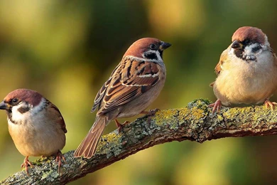 Beautiful Sparrow Bird Wallpapers – Free Full Hd Wallpapers For ...
