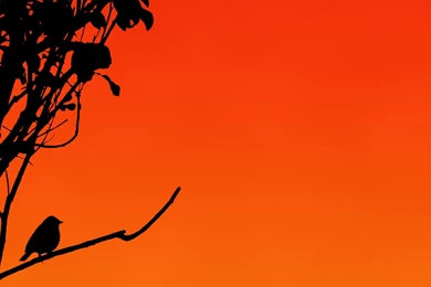 Silhouetted Sparrow Wallpapers By Kem2000 On DeviantArt