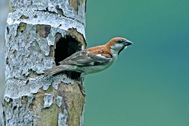 Desktop Wallpapers · Gallery · Animals · Cinnamon Sparrow
