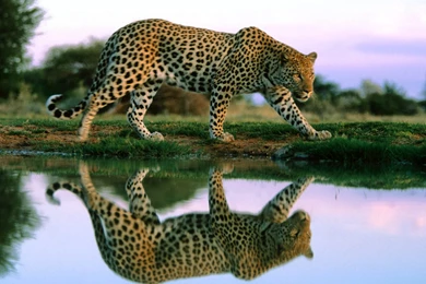 Wild Animal Wallpapers   Animal Wallpapers