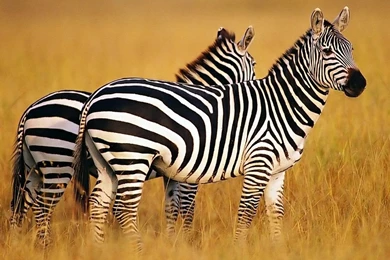 Wild Animal Wallpapers   Animal Wallpapers