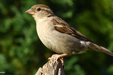 Sparrow Wallpapers 1/1