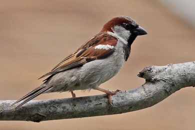 House Sparrow Wallpaper, Birds