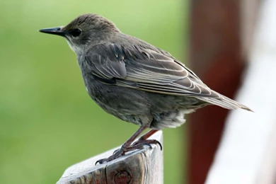 XMWallpapers.com    Wallpapers Animals Birds Sparrow 003