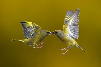 Sparrow Wallpapers   Windows 10 Wallpapers