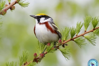 View Sparrow Wallpapers Picture Wallpapers In 800x600 Resolution