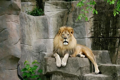 Wild Animal Wallpapers Hd