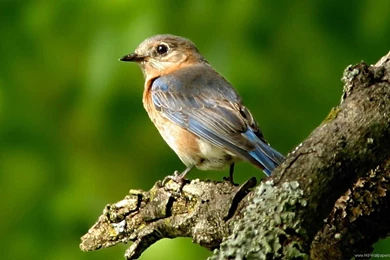 Sparrow HD Wallpapers Hd 012, Birds