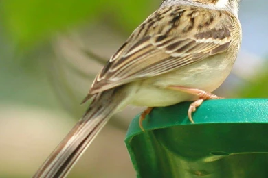 Be A Sparrow Supporter