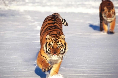 Animal Wallpapers Hd