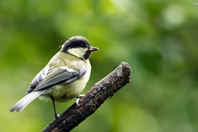 Sparrow On A Branch Wallpapers   Animal Wallpapers