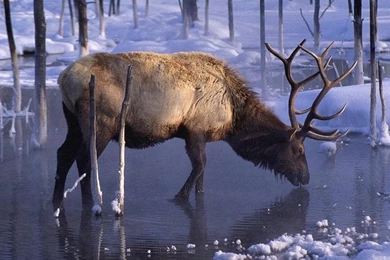 Desktop Free Wild Animal Pictures 3d Hd Pictures.