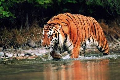 Wild Animal HD Wallpapers