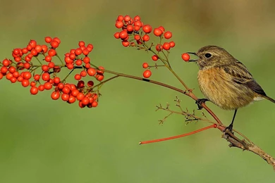 Sparrow Bird Eating From Tree Image Wallpapers   DreamLoveWallpapers