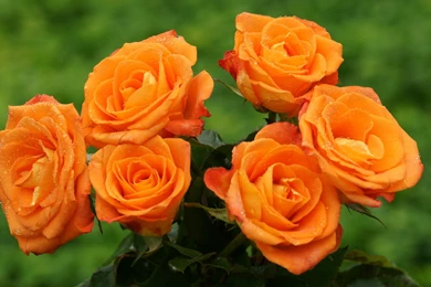 35 Arresting Lovely Rose Pictures