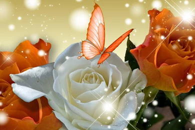 Orange Rose Flower Hd PC Computer Wallpapers 3d Hd Pictures.
