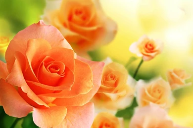 Orange Rose Flowers