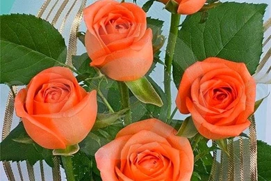 Beautiful Orange Rose Wallpaperhttp://my143rose.blogspot.com/
