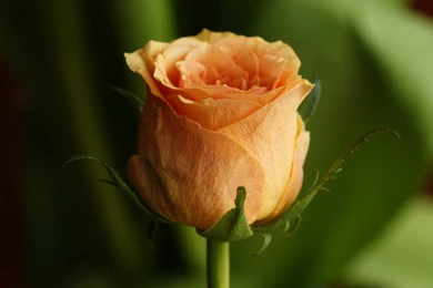 Orange Rose Wallpapers HD 10493 1920x1080   UMad.com