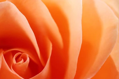 Awesome Orange Roses   Roses Wallpapers (34611167)   Fanpop