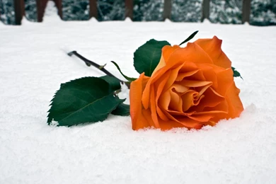 Orange Rose In Snow Wallpapers 10490 1920x1200   UMad.com