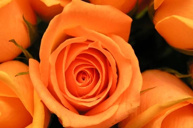 ORANGE ROSE WALLPAPER   (