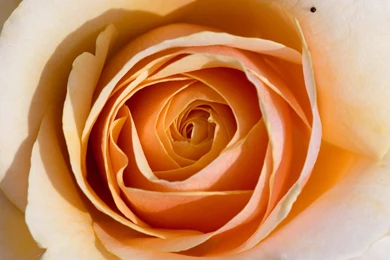Orange Rose Quotes. QuotesGram