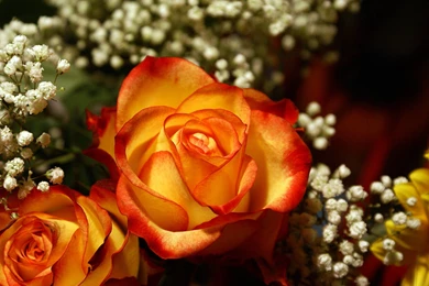 Orange Rose