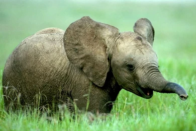 Cute Wild Animal Wallpapers Hd   Danasrgb.top