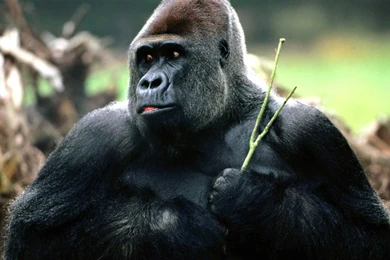 Wild Animals Pictures