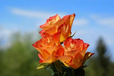 Orange Rose Wallpapers   Keywords HERE