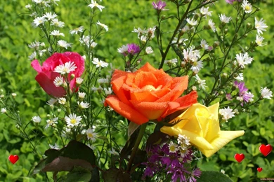 Widescreen, Beautiful, Roses, Wallpaper, Rose, Pink (