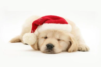 Cool Christmas Puppy With White Background Image.jpg