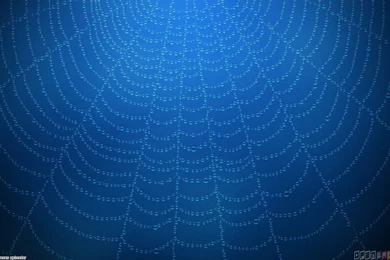 Pics, Facts, Funny Stuff About Animals & Nature Spiderman Web ...