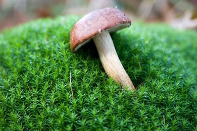 Royalty Free Free Images   HD Wallpapers Pretty