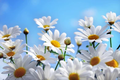 Awesome Daisies Backgrounds