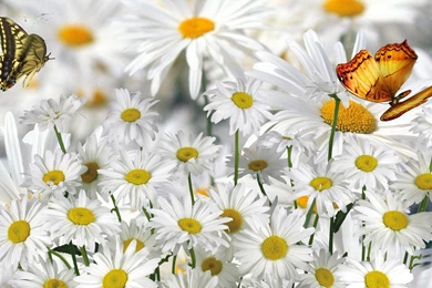 Daisies Wallpapers   HD Images New