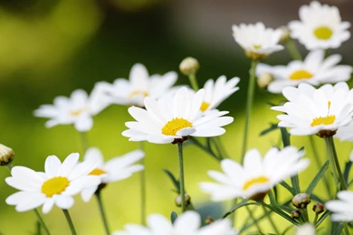 Daisies Wallpapers   HD Images New