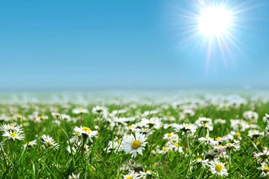 Daisies Wallpapers   HD Images New