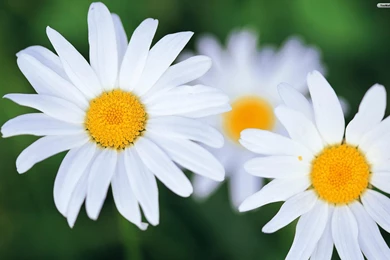 YouWall   Daisies Wallpapers   Wallpaper,wallpapers,free Wallpapers ...