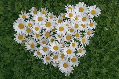 Bunch Of Daisies Wallpapers