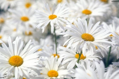 Golden Daisies HD Wallpapers