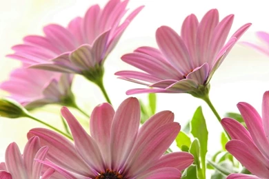 HD Lovely Daisies Wallpapers And Photos