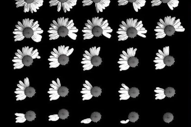 Daisy Wallpapers Tumblr