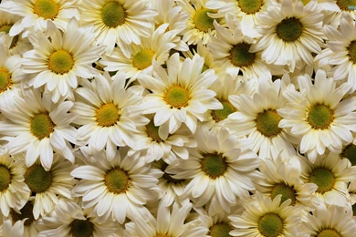 Daisies Wallpapers » WallDevil   Best Free HD Desktop And Mobile ...