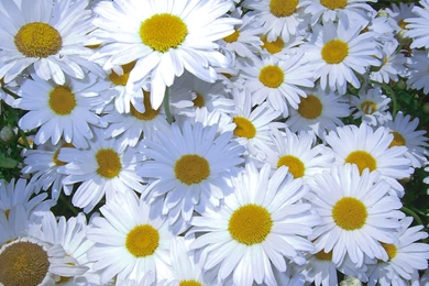 30 Amazing Free HD Flower Wallpapers