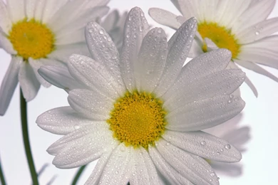Delicate Daisies Wallpapers
